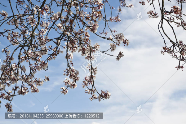 櫻桃樹。