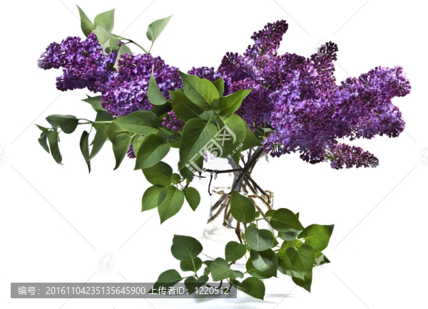 丁香花.