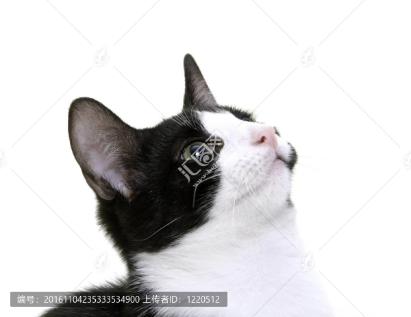 可愛的貓?zhí)ь^