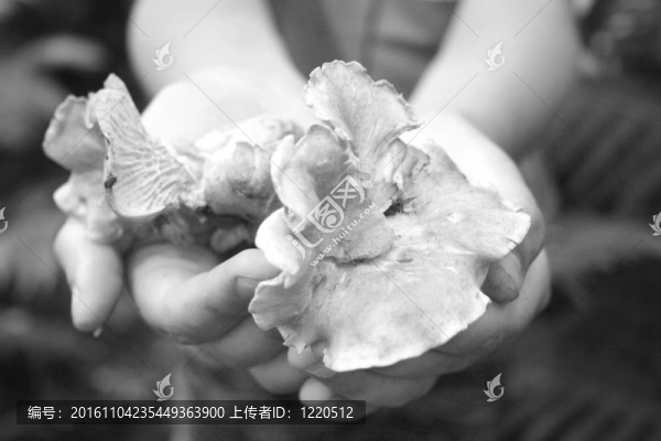 雞油菌