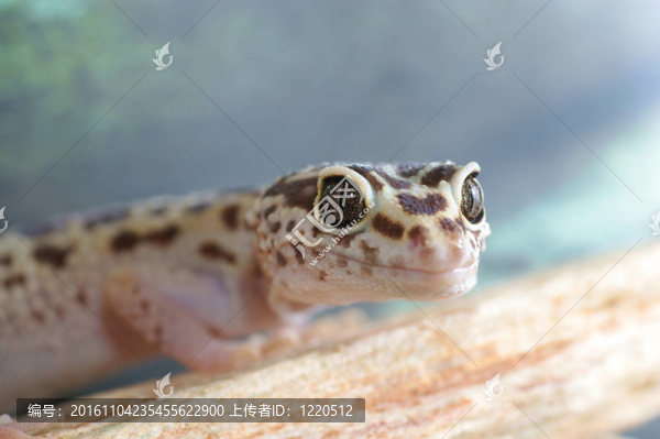 豹紋守宮