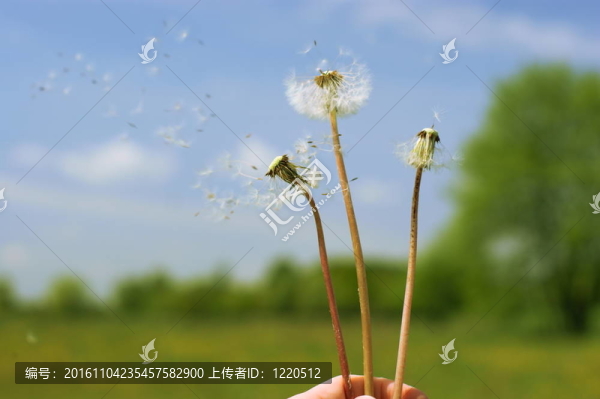 蒲公英頭上的天空