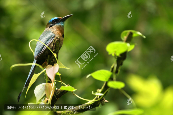 在哥斯達黎加雨林的熱帶鳥：這是一個綠眉翠（Eumomota,superciliosa）
