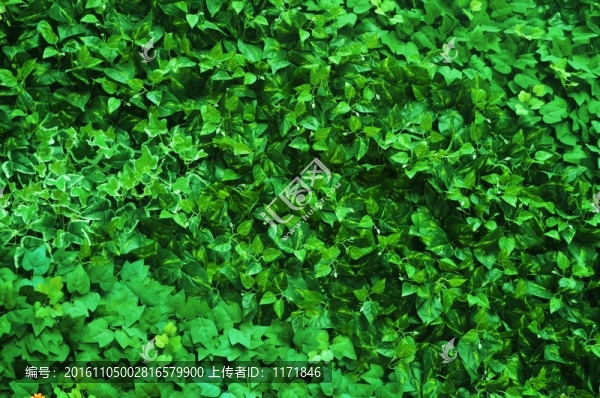 綠植墻