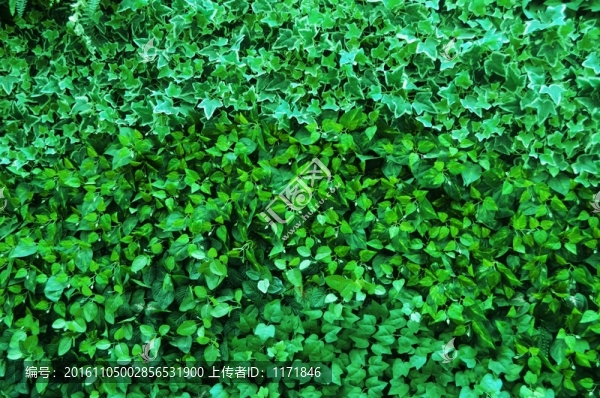 綠植墻