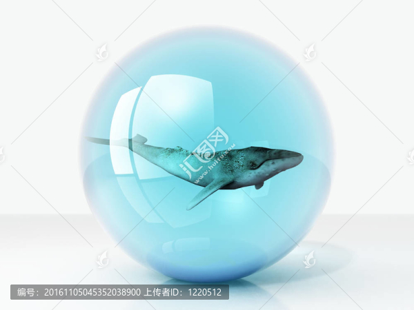 泡沫中的鯨魚