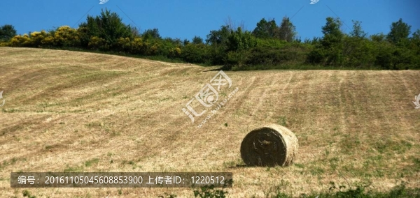 托斯卡納；意大利；鄉(xiāng)村景觀