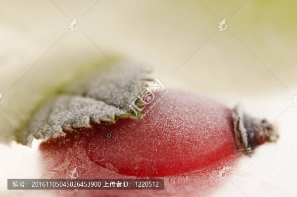 冰凍的玫瑰