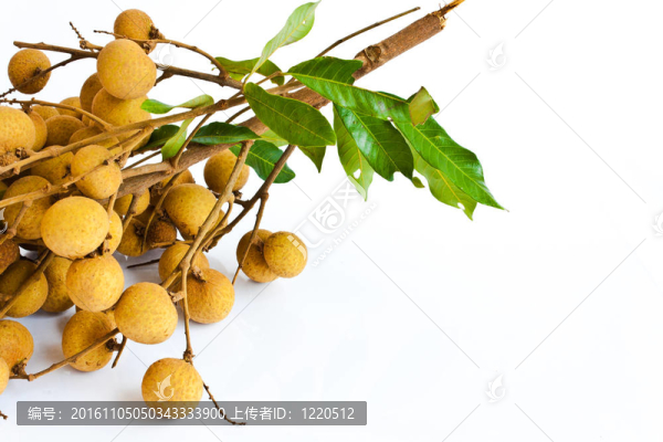 白背景龍眼果實(shí)