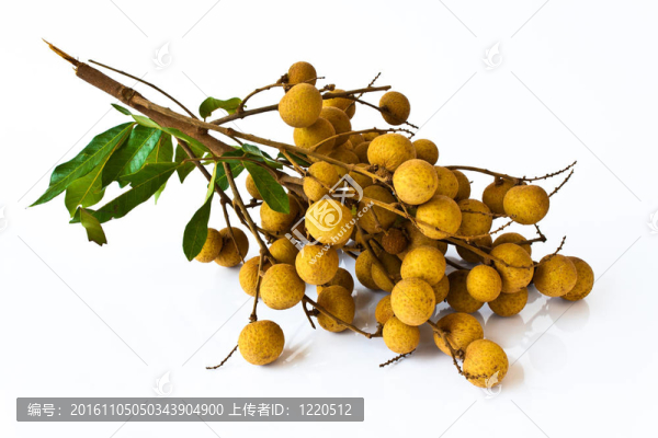 白背景龍眼果實(shí)