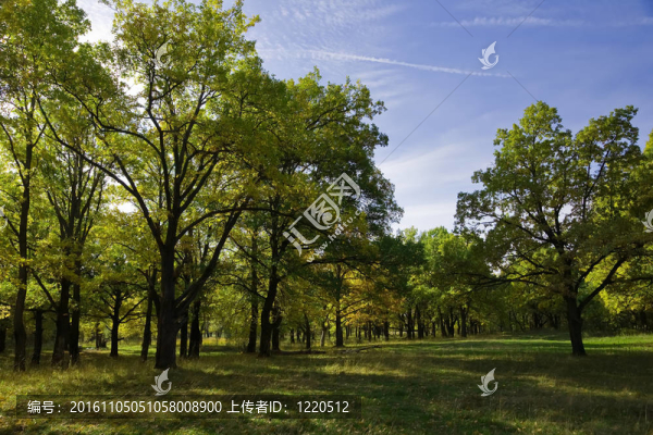 夏季橡樹林