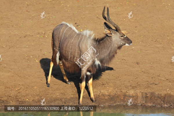 Nyala,antelope在水坑里