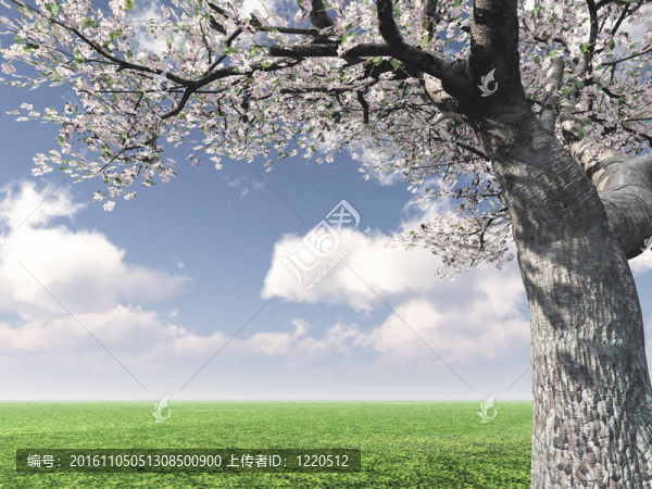 美麗的風(fēng)景