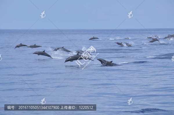 海豚在海洋