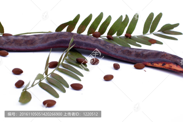 相思樹的葉子；果實和種子