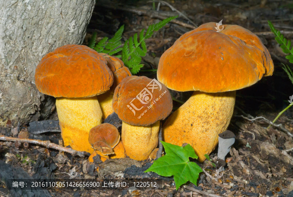 蘑菇（leccinium,extremiorientale）19