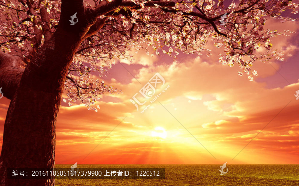 美麗的風(fēng)景