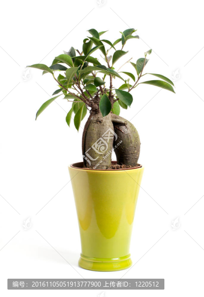 垂葉榕孤立