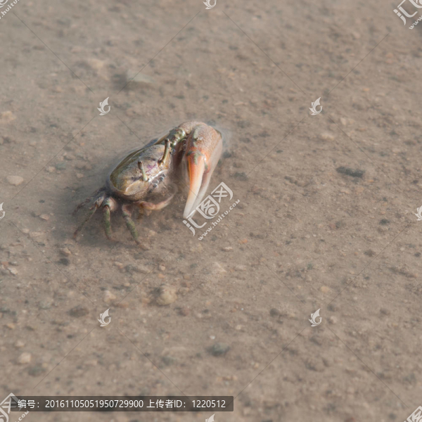 蟹