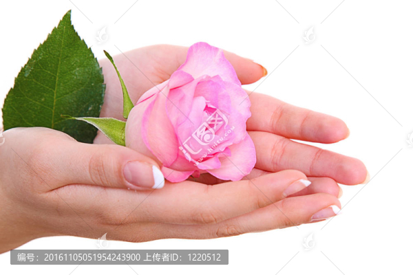 玫瑰