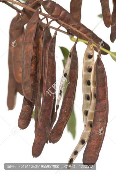 阿拉伯樹膠
