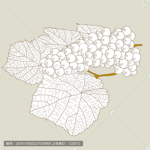 摘要葡萄葉子