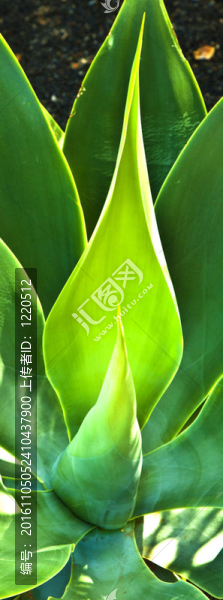 Aloe,Vera的植物