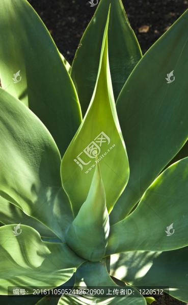 Aloe,Vera的植物