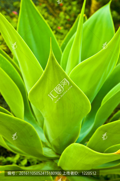 Aloe,Vera的植物