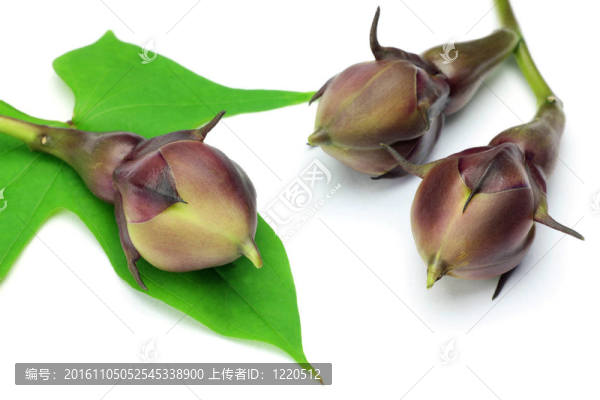 果月光花