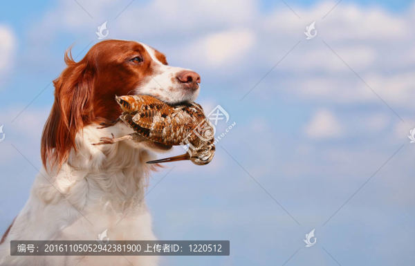 在牙齒伍德科克狩獵持狗；戶外