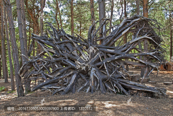 連根拔起的樹的根
