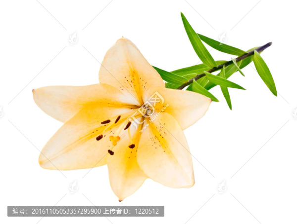 黃色的百合