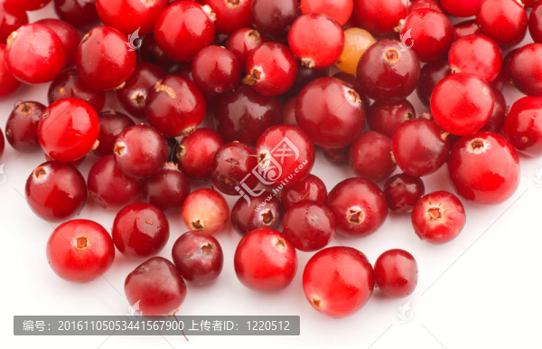 小紅莓