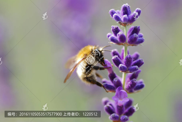 薰衣草大黃蜂小