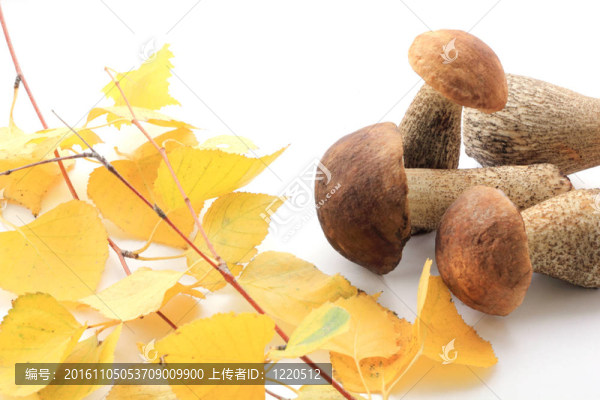 幾個棕色帽牛肝菌和枝樺