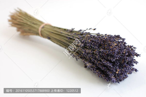 薰衣草