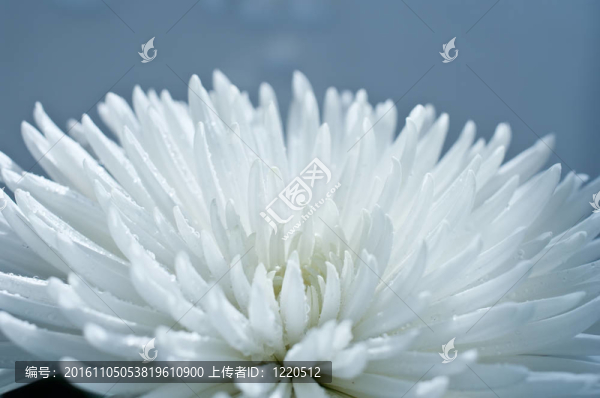 白菊花
