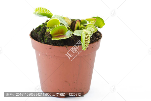 捕蠅草