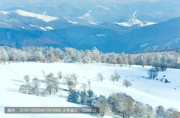 第一次冬季雪和高山山毛櫸森林