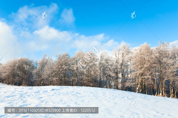 第一次冬季雪和高山山毛櫸森林