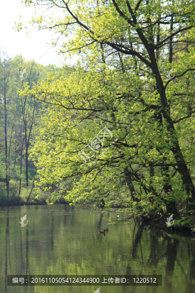 公園的湖