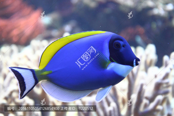 奇特的海中的魚