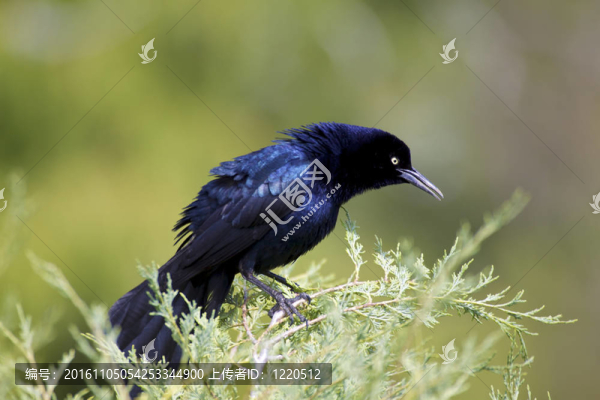 常見的Grackle,Mlae