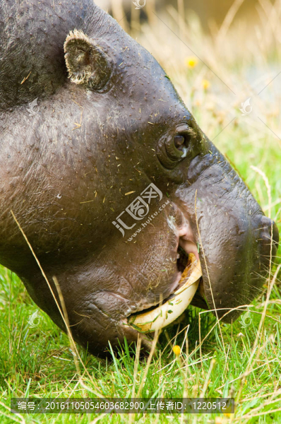 動物