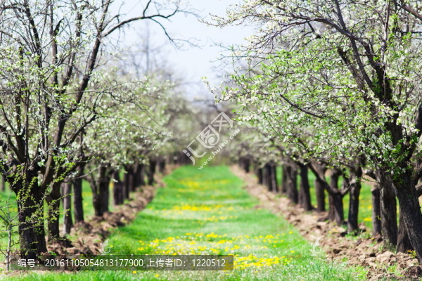 梅花果園