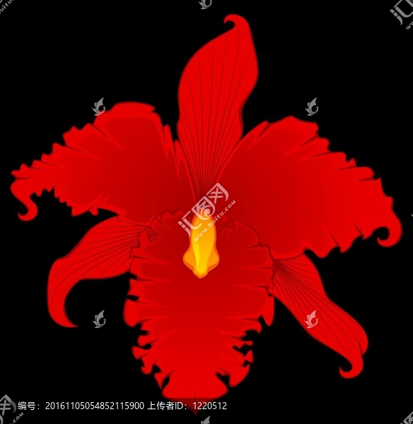 背景與美麗的蘭花