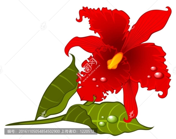 蘭花