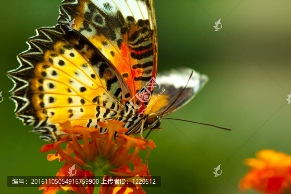 偉大的eggfly蝴蝶