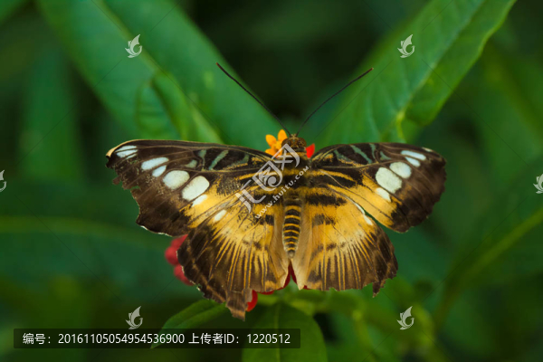 快船（圣母希爾維亞）的蝴蝶